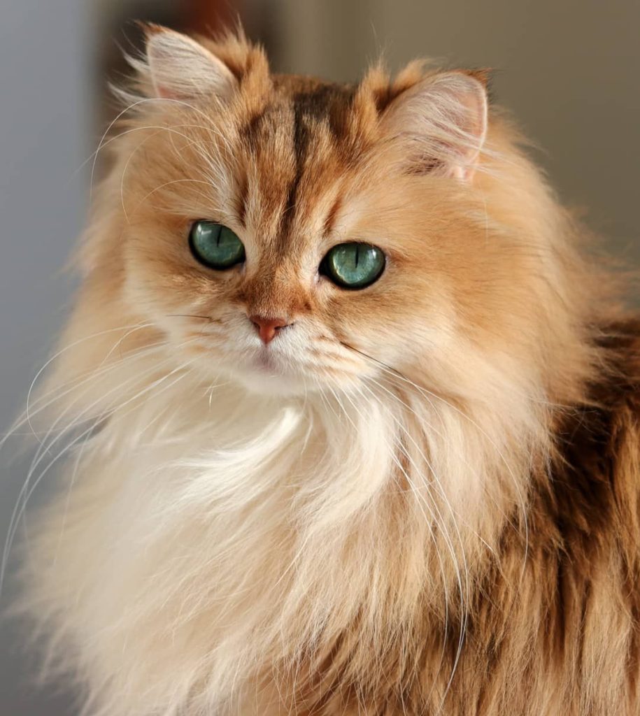 Persiano chinchilla: lussureggiante pelo e serenità dello sguardo